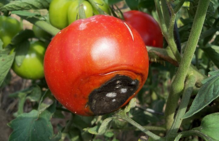  bệnh hại cây cà chua