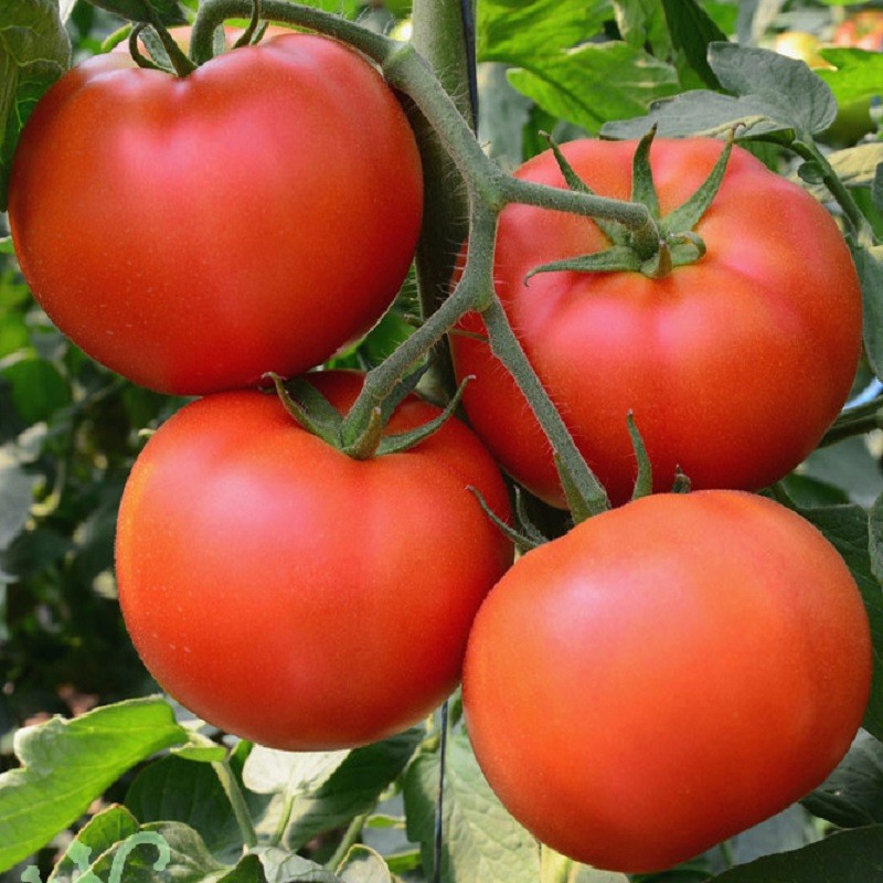 bệnh hại cây cà chua