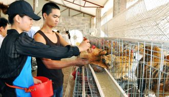 Phương pháp thụ tinh nhân tạo cho gà trong chăn nuôi