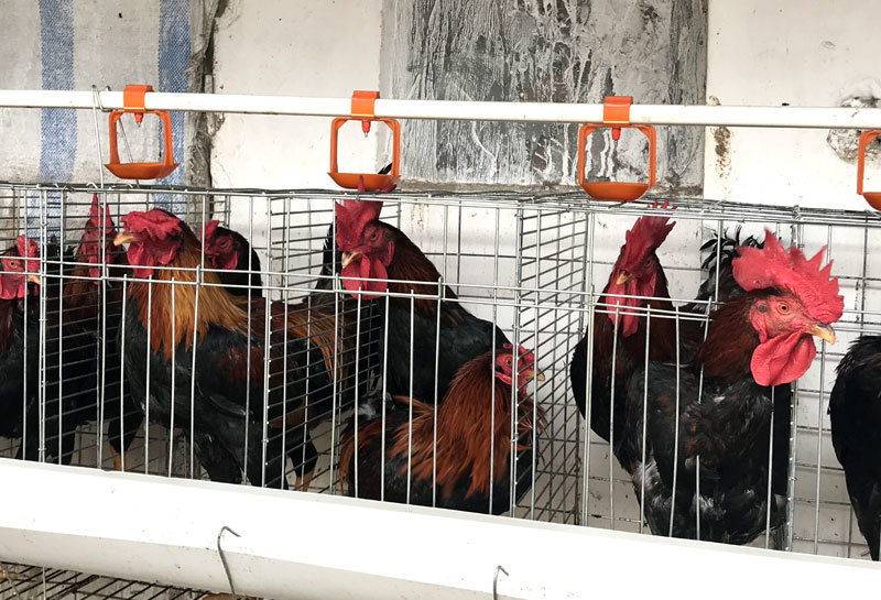 Phương pháp thụ tinh nhân tạo cho gà trong chăn nuôi