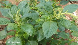 Phương pháp trồng rau dền gai và công dụng của rau dền gai