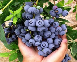 Quả việt quất - Loại trái cây thơm ngon, tốt cho sức khỏe