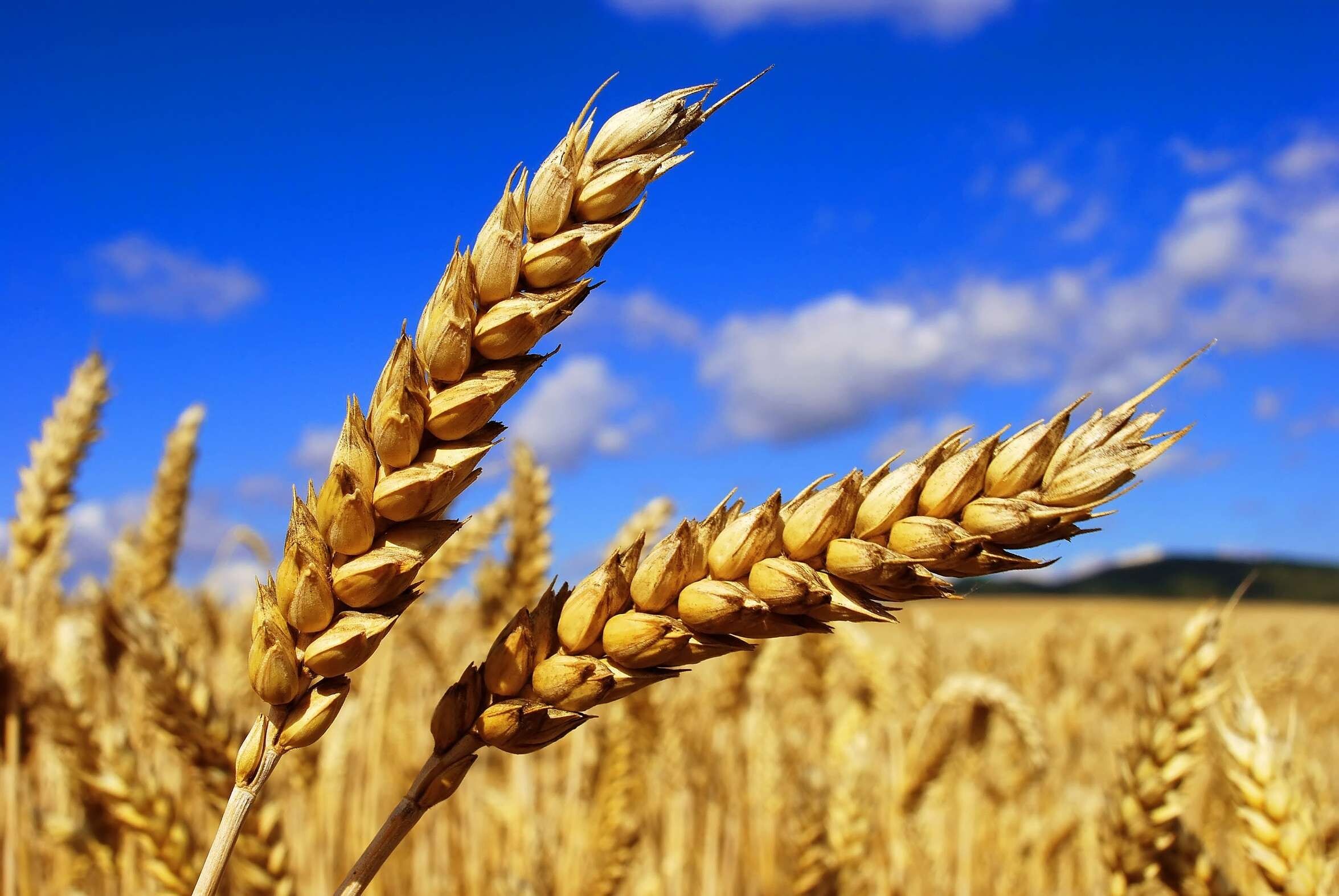 Australia vận chuyển số lượng lớn lúa mì sang Trung Quốc 