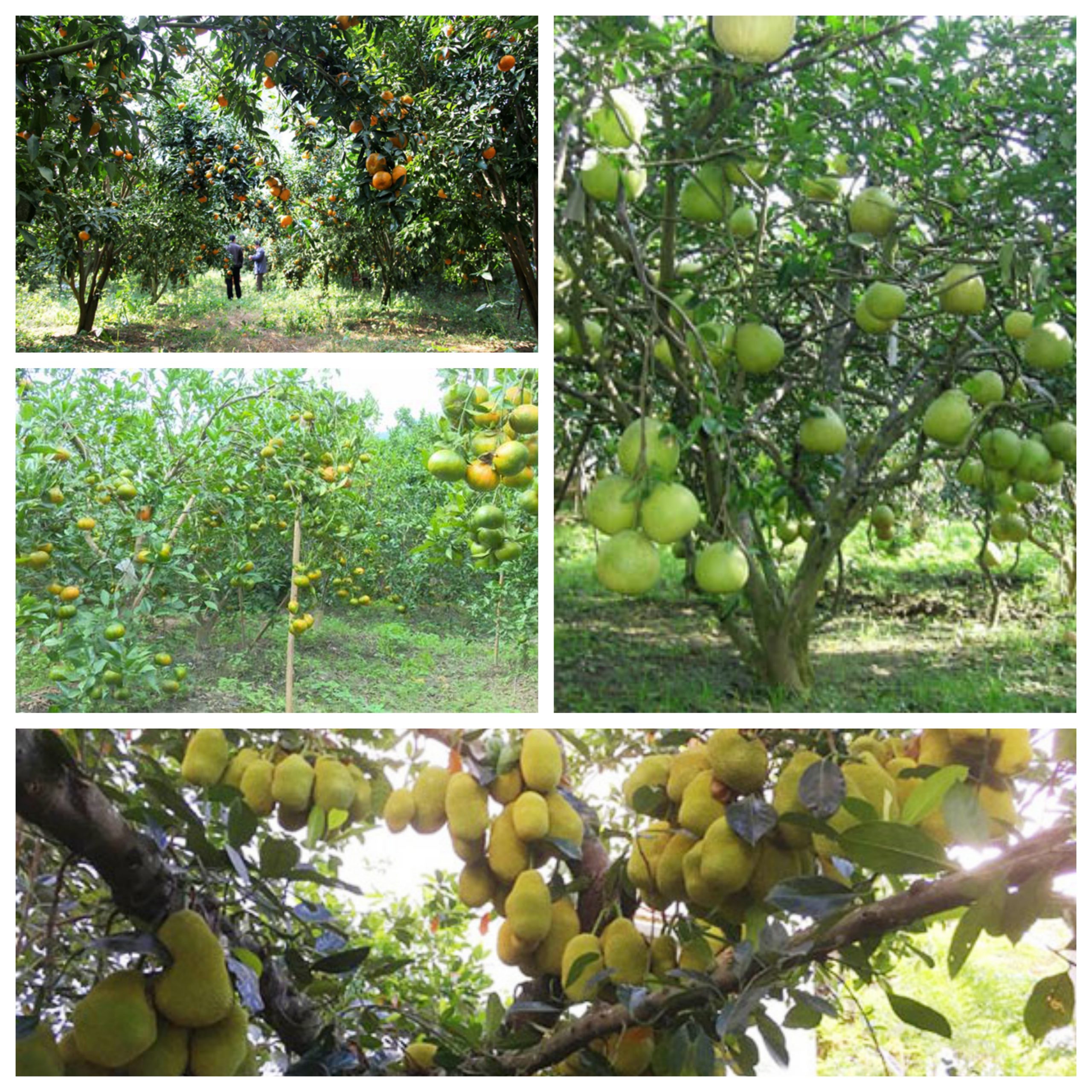 phương pháp trồng cây ăn quả có múi