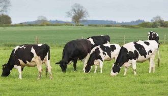 Tìm hiểu kĩ về về phương pháp thụ tinh nhân tạo (TTNT) cho gia súc