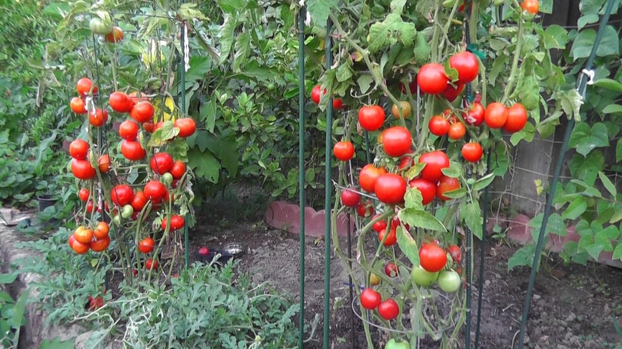 Kỹ thuật trồng cà chua leo