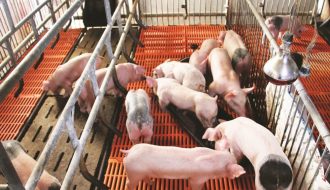 Ứng dụng mô hình phát triển chăn nuôi hữu cơ chống dịch tả lợn