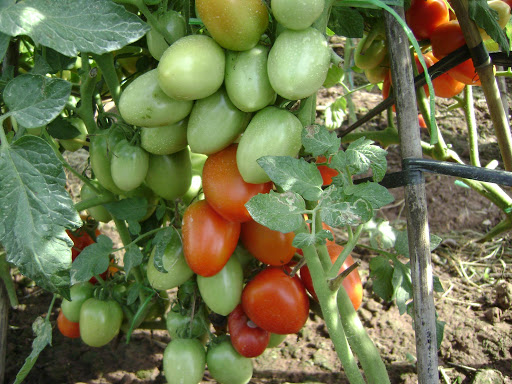 Kỹ thuật trồng cà chua leo