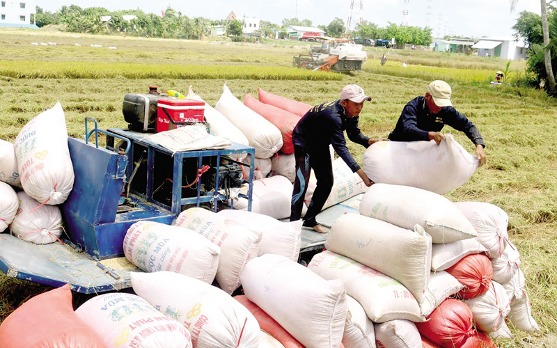 Giá xuất khẩu gạo Việt Nam tăng